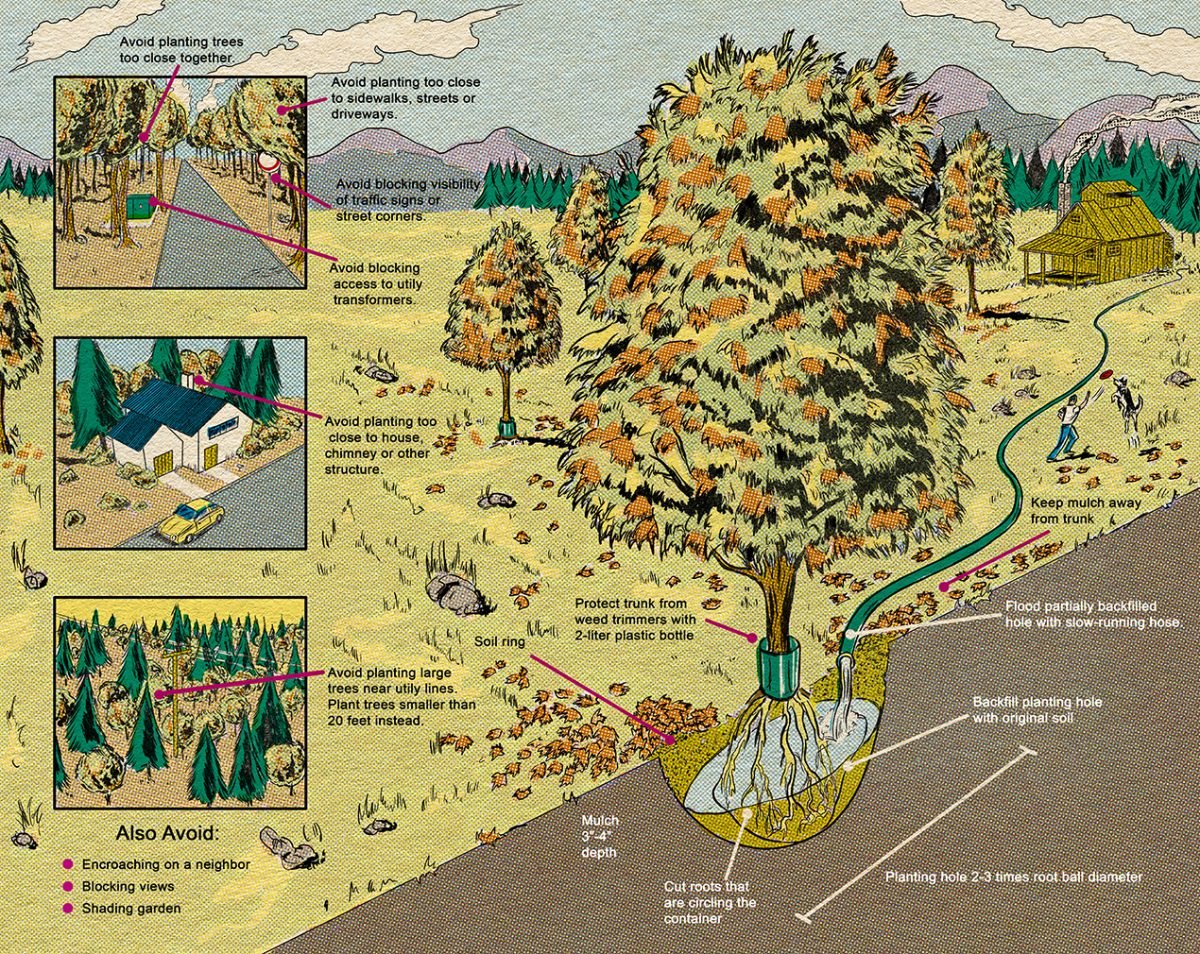 D Custom and Texas Heritage for Living / Tree-planting tips - Van Saiyan - Anna Goodson Illustration Agency