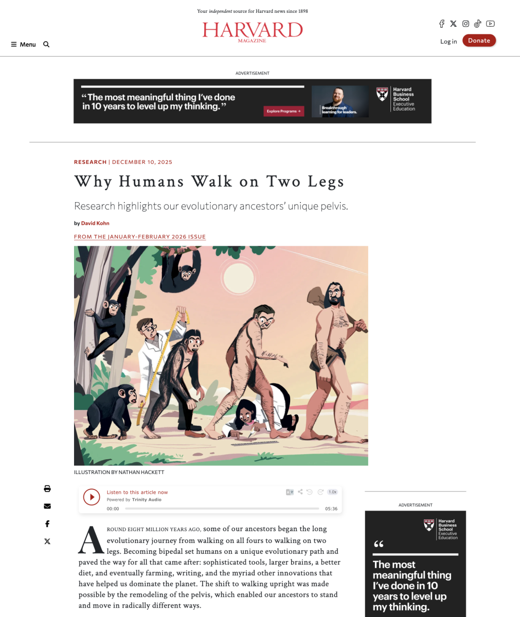 Harvard Magazine / Pourquoi les humains marchent-ils sur deux jambes ? - Nathan Hackett - Anna Goodson Agence d'illustration